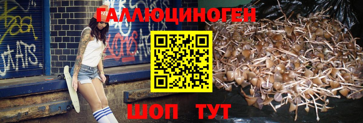 Псилоцибиновые грибы Psilocybe Гудермес